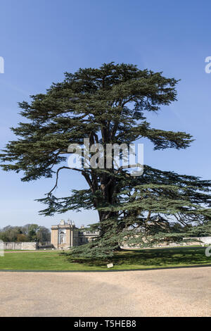 Muster Zedern des Libanon Baum, Cedrus libani, auf dem Gelände des Woburn Abbey, Bedfordshire, Großbritannien Stockfoto