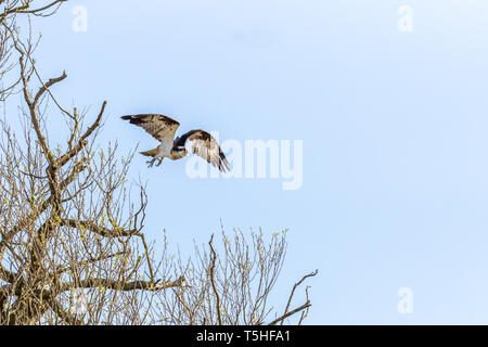 Fischadler (Pandion haliaetus) im Flug in Rutland, Großbritannien Stockfoto