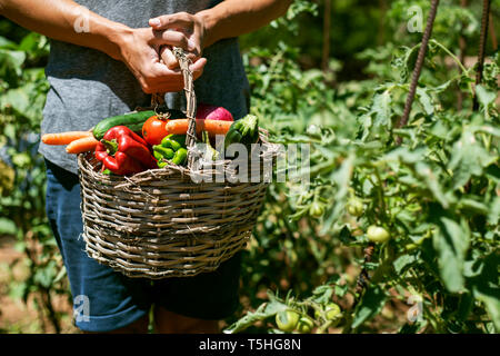 Closeup von einem kaukasischen Jüngling mit einem rustikalen Korb voll mit Gemüse frisch gesammelt in einem Bio-Obstgarten Stockfoto