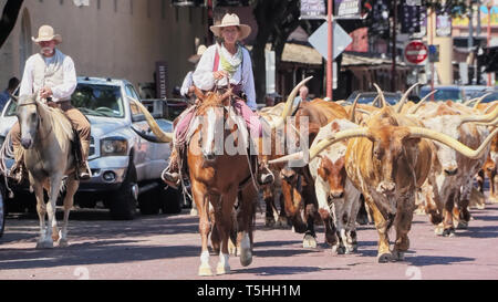 Texan Tradition der Almabtrieb am Fort Worth Stockyards, wo Cowboys Texas Longhorn Rinder führen Sie die Straßen der Stadt als Stadt erfüllt. Stockfoto