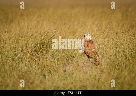 Ein sauberes Bild von Long-legged Buzzard oder Buteo rufinus Portrait. Er saß im Grünland mit einem schönen grünen Hintergrund bei Tal chappar Hirschziegenantilope Stockfoto