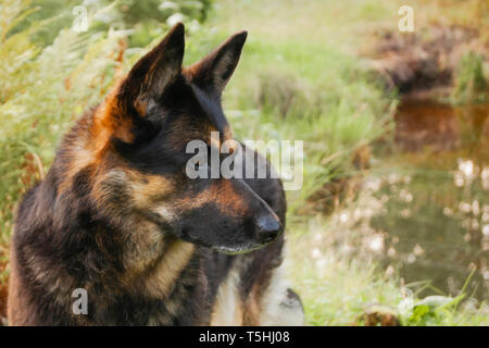 Canine Profil auf einem Wald Hintergrund. Live Colour ohne Verarbeitung Stockfoto