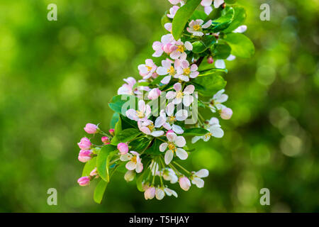 In der Nähe der Feder Crabbe Apple Blossom Stockfoto