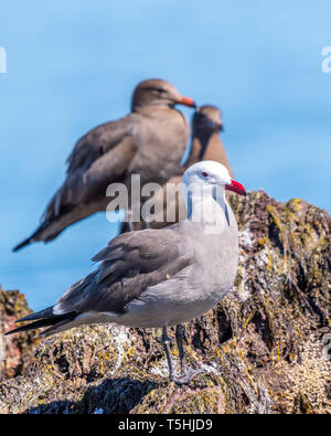 Heermann Gulls (Larus heermanni) in Zucht Gefieder steht vor zwei Nicht-Zucht Heermann's gullls in Baja California, Mexiko. Stockfoto