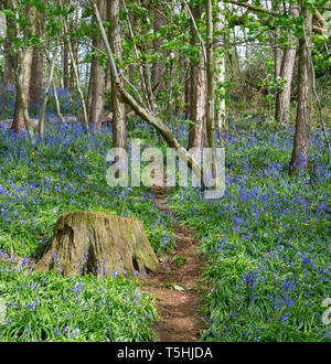 UK Waldblick (quadratisches Format) Erfassung von blauen Teppich der Frühling Blumen: Englisch gemeinsame Bluebells (Hyacinthoides non-scripta). Stockfoto