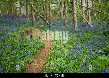 Bluebell Holz, Großbritannien. Englische gemeine Bluebells (Hyacinthoides non-scripta) in natürlichen britischen Wäldern. Stockfoto