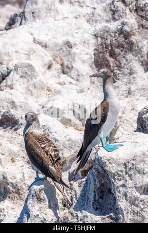 Zwei Blaufußtölpel (Sula nebouxii) auf einem Felsen an der Küste von Baja California, Mexiko thront. Stockfoto