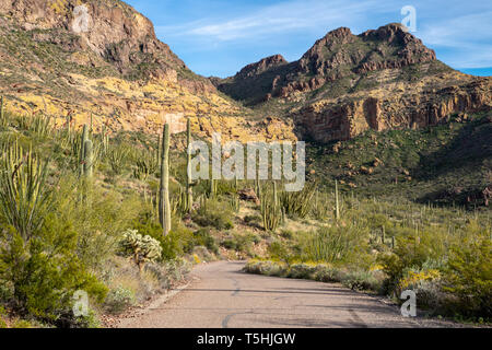 Organ Pipe Cactus und Saguaro Kakteen wachsen zusammen in Harmonie zusammen Ajo Mountain Drive in Arizona in das nationale Denkmal Stockfoto