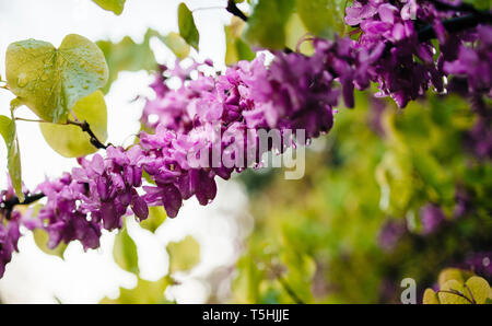 Regen Wassertropfen auf Cercis siliquastrum allgemein Blumen bekannt als Judas Judas - Baum oder Ast in Blüte, Es ist ein kleines Laubbaum aus dem südlichen Europa und Westasien, die mit tiefen rosa Blüten im Frühjahr Stockfoto