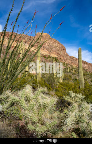 Cholla Cactus, Ocotillo und Pflanzen Saguaro Kaktus wachsen zusammen Ajo Mountain Drive in Arizona im Organ Pipe National Monument Stockfoto