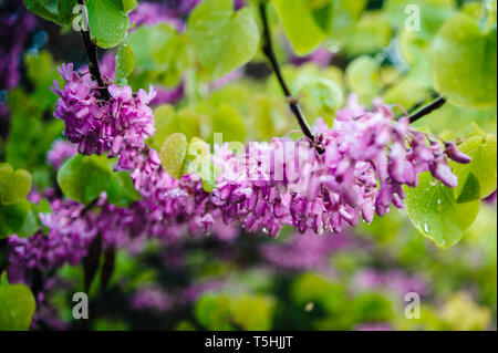 Cercis siliquastrum gemeinhin als Judas Judas - Baum oder Ast in der Blüte mit Regen Wassertropfen bedeckt bekannt Stockfoto