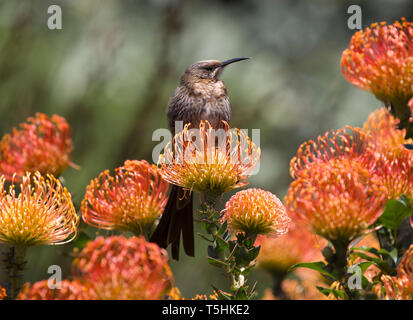 Cape sugarbird hocken auf einem Zweig eines Protea Blume, Botanischen Garten Kirstenbosch, Kapstadt, Südafrika Stockfoto