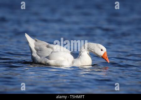 Eine weiße Gans schwimmen auf blaues Wasser Stockfoto