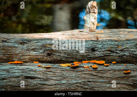 Blumen auf umgefallene Baum Stockfoto