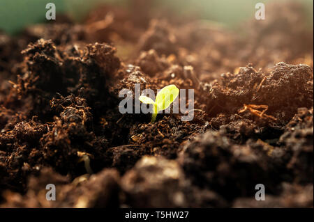 Wenig Grün sprießen aus dem Boden im Frühling Morgens das Sonnenlicht. Neues Leben, biologische Landwirtschaft, Unternehmenswachstum Konzept. Stockfoto