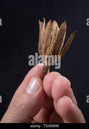 Ein trockenes Blatt im Herbst mal in Hand Stockfoto