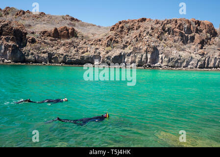 Schnorcheln in einer Bucht in der Bucht von Loreto Nat. Park, Baja California Sur, Mexiko. Stockfoto