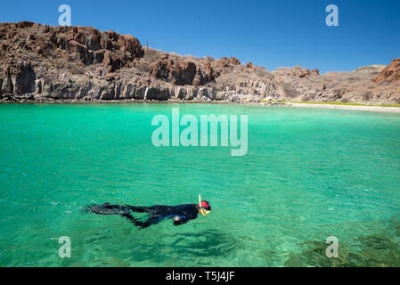 Schnorcheln in einer Bucht in der Bucht von Loreto Nat. Park, Baja California Sur, Mexiko. Stockfoto