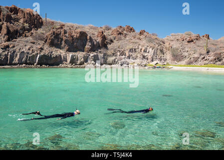 Schnorcheln in einer Bucht in der Bucht von Loreto Nat. Park, Baja California Sur, Mexiko. Stockfoto