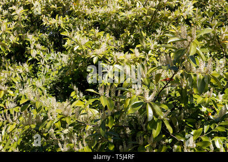 Blumen des Evergreen Portugiesischen Laurelbaums - Prunus lusitanica Portugal Lorbeerbaum Stockfoto