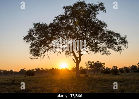 Sambia South Luangwa National Park, Sonnenuntergang Stockfoto