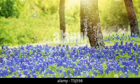 Texas bluebonnet Blumen blühen unter den Bäumen auf der Wiese im Frühling. Stockfoto