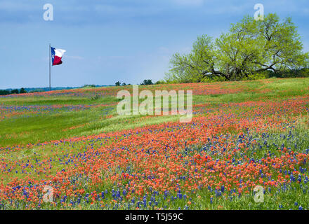 Blühende Feld von Texas bluebonnet und Indian Paintbrush Wildblumen im Frühling. Texas Flagge im Wind gegen den blauen Himmel im Hintergrund. Stockfoto