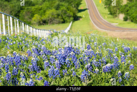 Kornblumen und gelbe Wildblumen entlang der Seite der rollenden Landstraße mit weißen Zaun in Texas Stockfoto