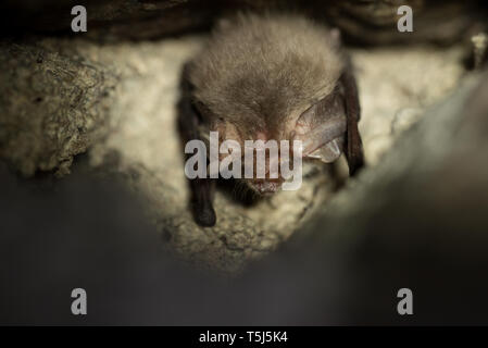 Braunes Langohr in einer Höhle im Ruhezustand Stockfoto