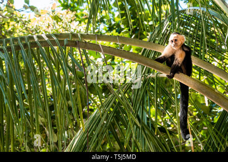 Affe im Baum Stockfoto