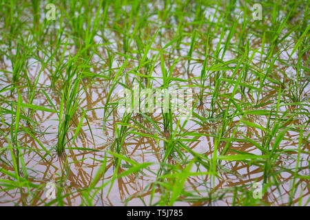 Detail des frisch gepflanzten Reis patty Feld in SaPa, Vietnam, Asien Stockfoto