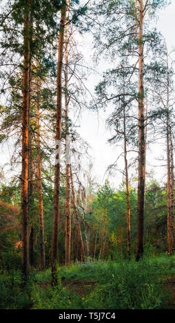 Wald Landschaft mit Bäumen wachsen auch die Berghänge unter Sonnenuntergang am Abend licht Stockfoto
