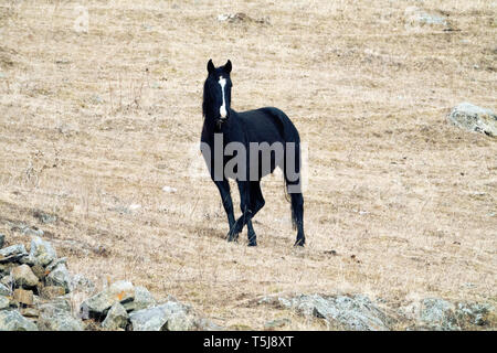 Wachsende Rennpferde im Kaukasus. Pferde auf der Weide im Winter. Kabardian Zucht von Reitpferden (Kabarda), Horse Ranch Stockfoto