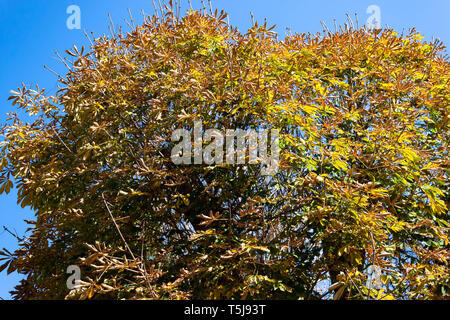 Bachtschyssaraj, Krim, Russland - November 05,2018: Der Khan Palace Stockfoto