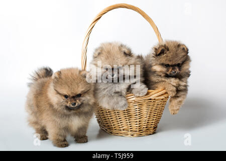 Drei Welpen. Welpen in den Korb. Pomeranian Welpen. Stockfoto