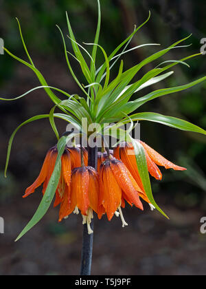 Kaiserkrone Fritillaria imperialis wächst im Frühjahr Grenze Stockfoto