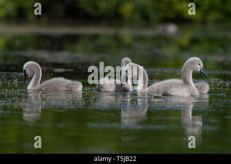 Höckerschwan signets Stockfoto