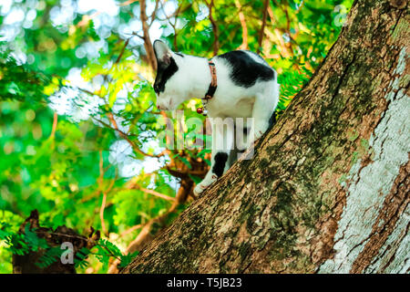 Siam Katzen Klettern Bäume Eichhörnchen zu fangen. Aber es nicht hinunter klettern kann, Sie sind auf der Suche nach jemanden, der es nach unten zu helfen Stockfoto