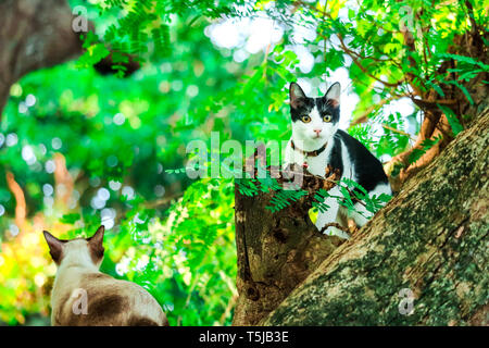 Siam Katzen Klettern Bäume Eichhörnchen zu fangen. Aber es nicht hinunter klettern kann, Sie sind auf der Suche nach jemanden, der es nach unten zu helfen Stockfoto