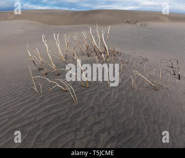 Skelett eines Kreosot Push in Mesquite Dünen. Stockfoto