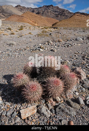Im Gegensatz zu den meisten barrel Cactus, die einsam sind, die Cottontop wächst in Clustern. Stockfoto