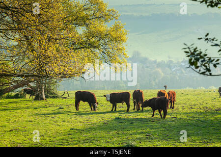 Rinder grasen auf den South Downs in West Sussex. Stockfoto