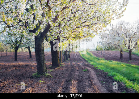 Schöne weiße die Kirschbäume in voller Blüte Stockfoto