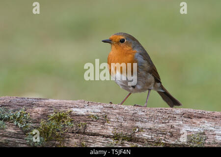 Robin (Erithacus Rubecula) thront auf einem alten Log Stockfoto