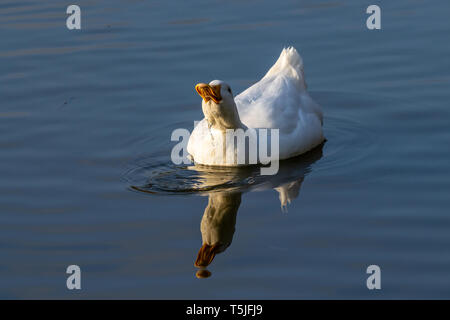 Pekin Ente (auch bekannt als Long Island oder Aylesbury Ente) auf einem noch ruhigen See mit Spiegelbild im Wasser Stockfoto