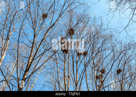 Vogelnester auf die Äste vor blauem Himmel Stockfoto