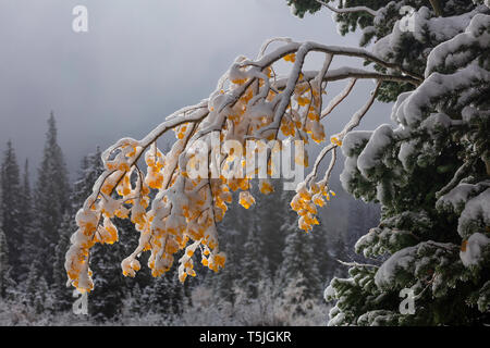 Frisch verschneite Zweig von Aspen Blätter im Herbst, Brighton, Big Cottonwood Canyon, Wasatch Berge, Utah Stockfoto