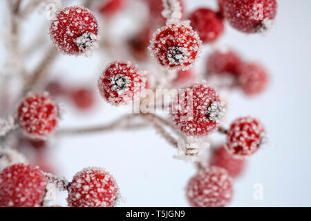 Rote Beeren von gemeinsamen Holly, Ilex aquifolium im Winter, Frost-abgedeckt Stockfoto