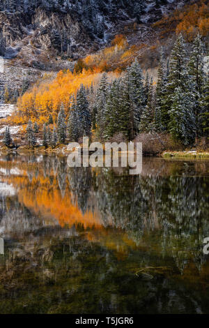 Golden aspen und Kiefern mit Schnee in Silver Lake, Brighton, Big Cottonwood Canyon, Wasatch Berge in Utah nieder Stockfoto