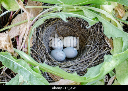 Dark-eyed Junco Nest mit Eiern. Stockfoto